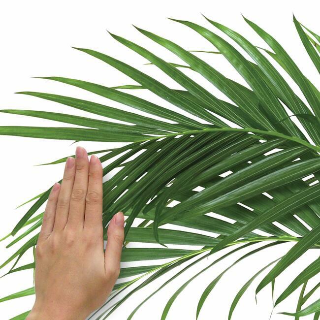 Palm Leaf Giant Wall Decals Wall Decals RoomMates   