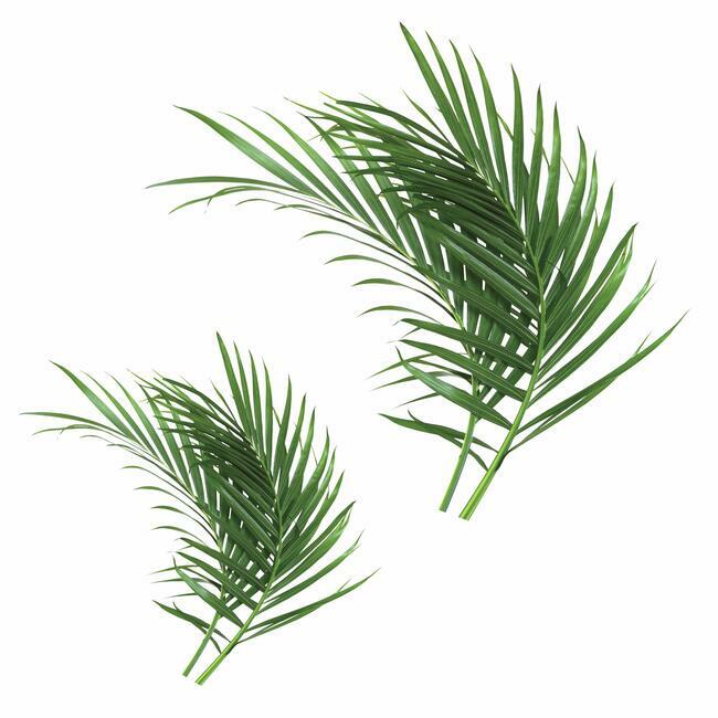 Palm Leaf Giant Wall Decals Wall Decals RoomMates   